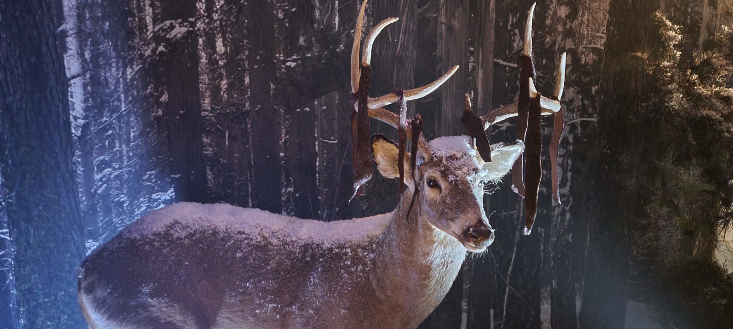 Camp Yellowjackets Deer